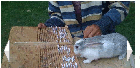 Das Kaninchen bei der Arbeit ...